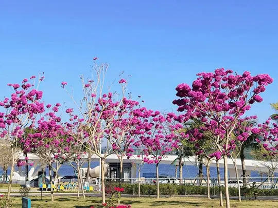 Pohon Berbunga Berukuran Sedang