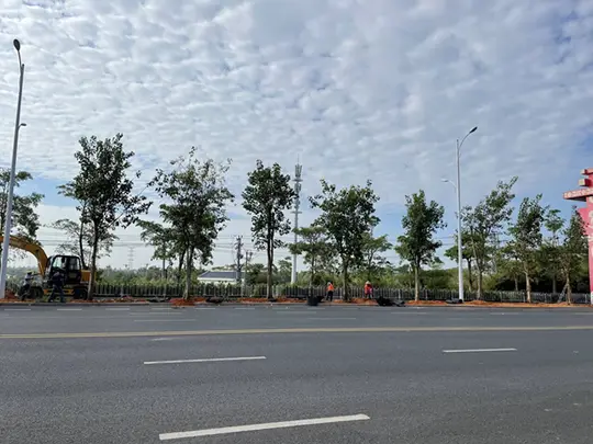 Pohon Peneduh yang Selalu Hijau