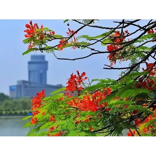 Bagaimana Royal Poinciana Menciptakan Lanskap Tropis yang Menakjubkan? Bagaimana Royal Poinciana Menciptakan Lanskap Tropis yang Menakjubkan?