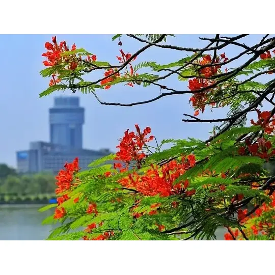 Mengapa Royal Poinciana Liner yang Ditumbuhkan dalam Kontainer Memaksimalkan Kesuksesan Lanskap? Mengapa Royal Poinciana Liner yang Ditumbuhkan dalam Kontainer Memaksimalkan Kesuksesan Lanskap?