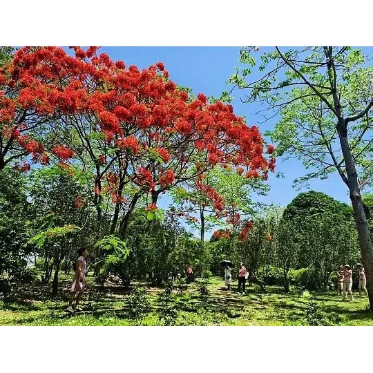 Bagaimana Pohon Royal Poinciana dalam Pot Memperluas Jangkauan Pasar bagi Pedagang Besar Tanaman? Bagaimana Pohon Royal Poinciana dalam Pot Memperluas Jangkauan Pasar bagi Pedagang Besar Tanaman?