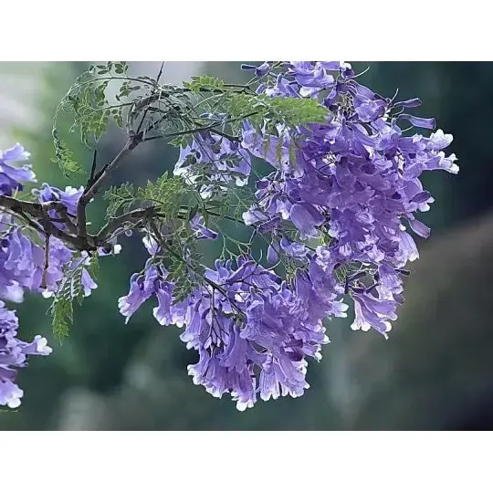 Bagaimana Pohon Jacaranda Menciptakan Pemandangan Menakjubkan dan Keindahan Abadi?