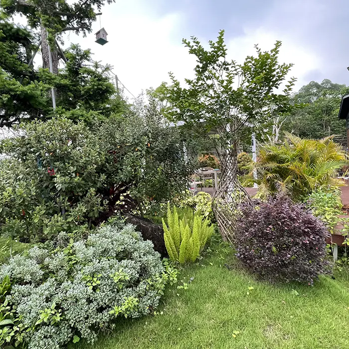 Bagaimana Crape Myrtle Menciptakan Lanskap yang Menakjubkan dan Rendah Perawatannya? Bagaimana Crape Myrtle Menciptakan Lanskap yang Menakjubkan dan Rendah Perawatannya?