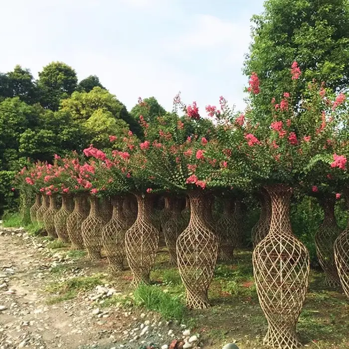 Pohon Jalan Crape Myrtle