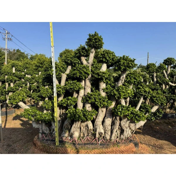 Pohon Bonsai Ficus Microcarpa