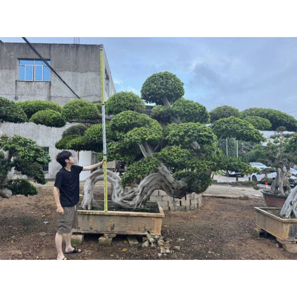 Pohon Bonsai Ficus Microcarpa