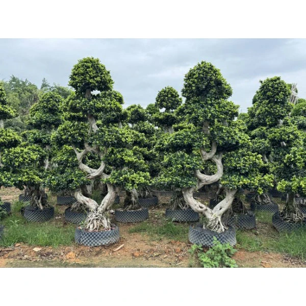 Pohon Jalanan Ficus Microcarpa