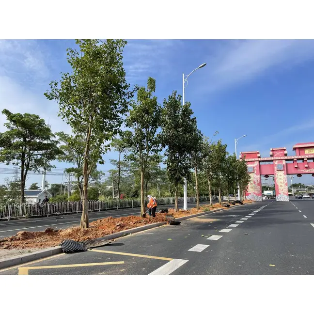 Pohon Jalan Ficus Religiosa
