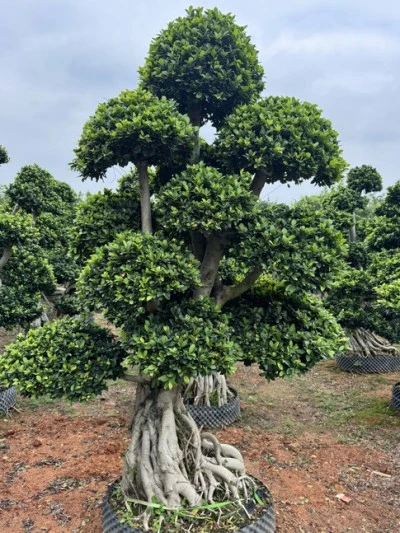 Ficus Microcarpa Street Trees