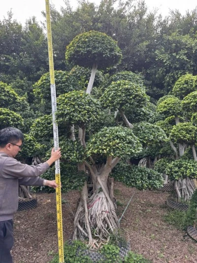 Ficus Microcarpa Street Trees