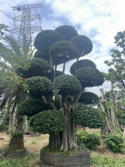 Ficus Microcarpa Street Trees