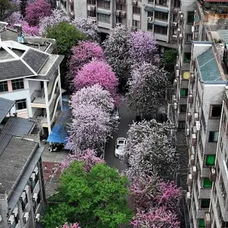 Pink Orchid Tree Liners