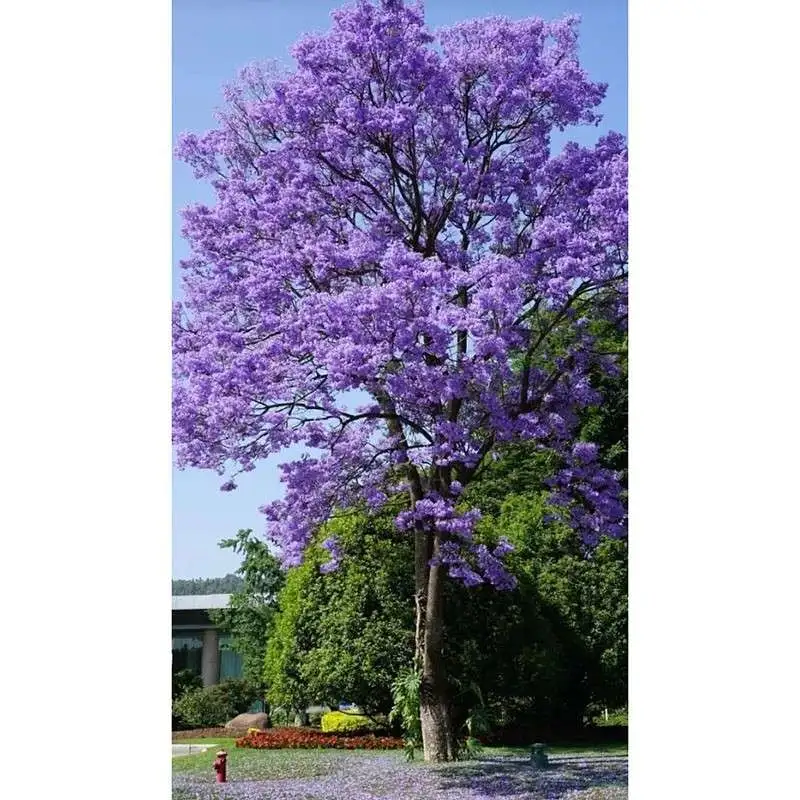Pohon Jalan Jacaranda