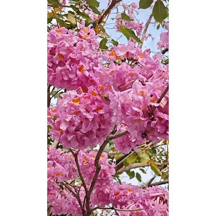 Bonsai Pohon Terompet Ungu