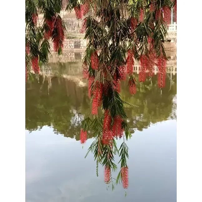 Bonsai Sikat Botol Menangis